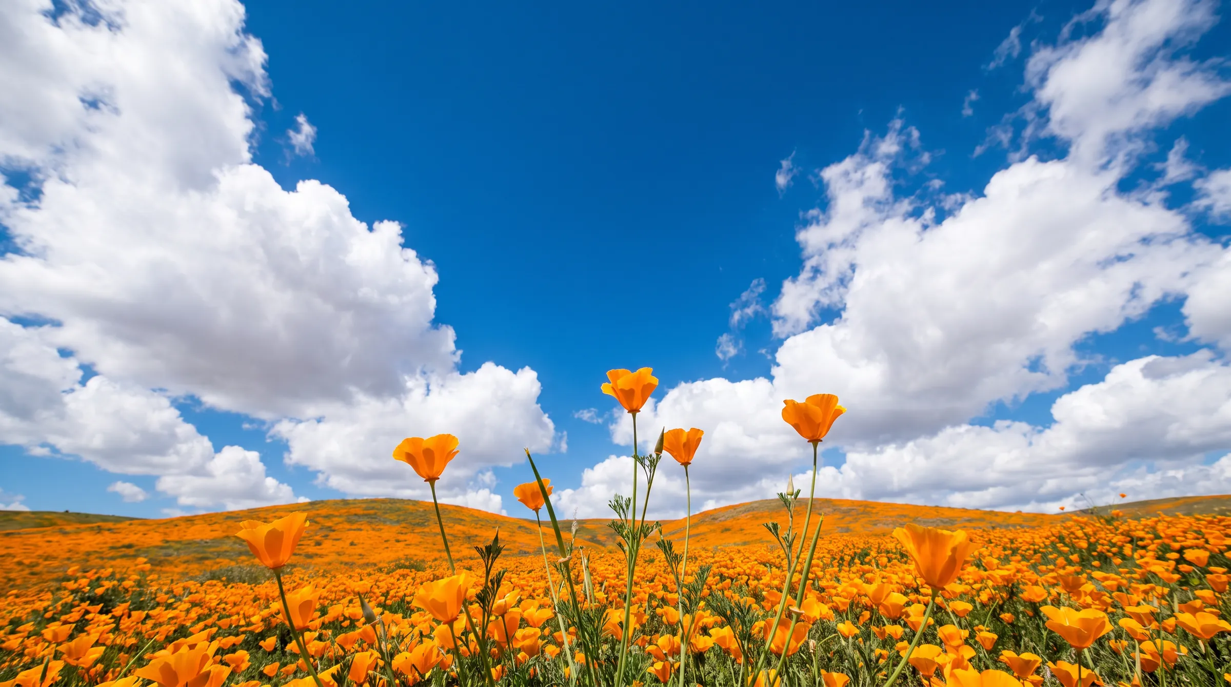 A hillside of orange California poppies under a deep blue sky